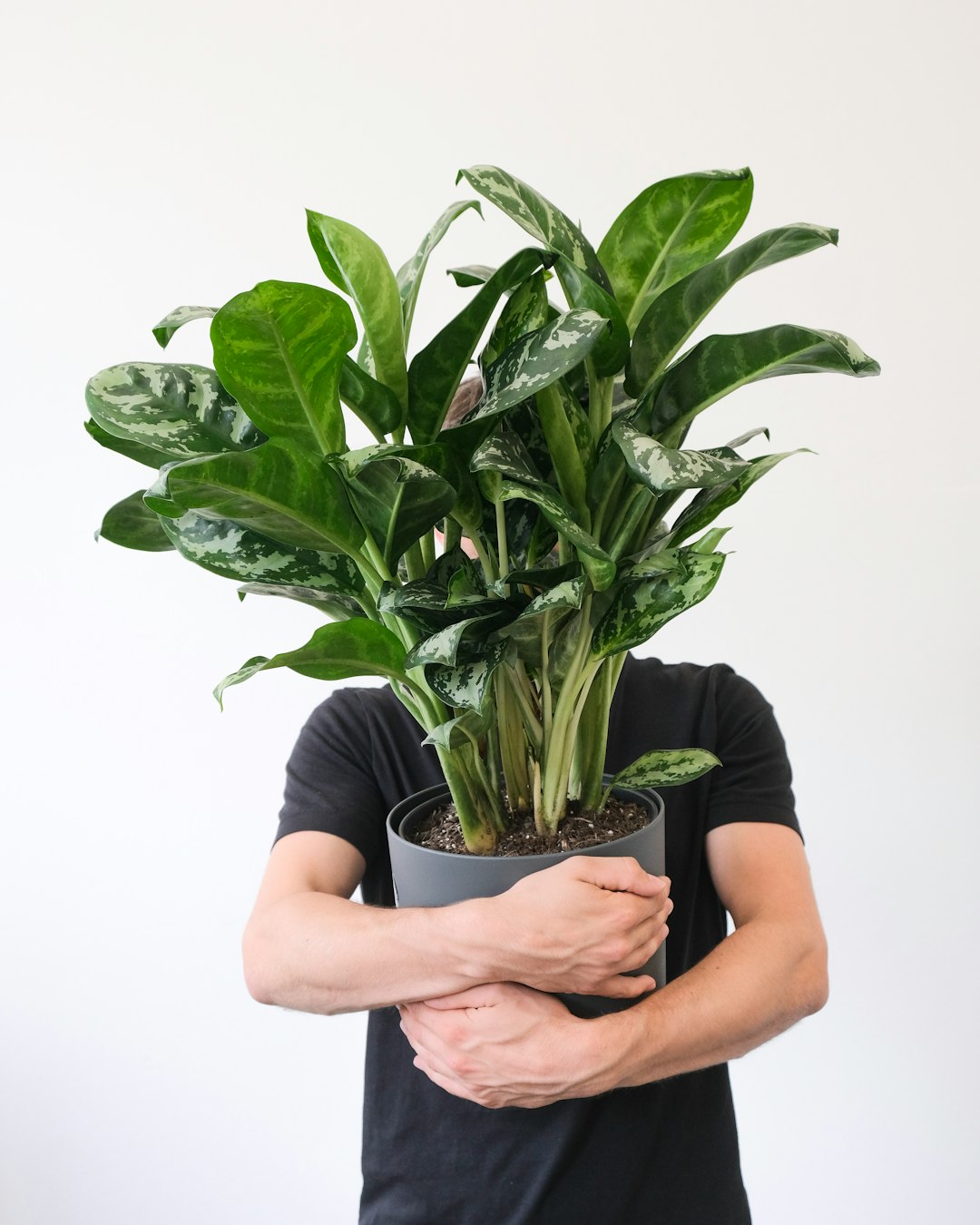 Amazon sword plant leaves in a freshwater aquarium