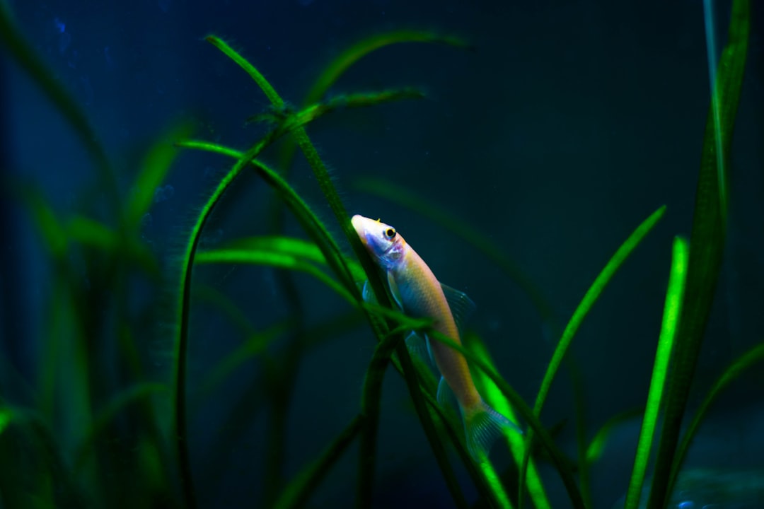Algae growth in a freshwater aquarium