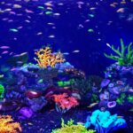 External canister filter next to a freshwater aquarium