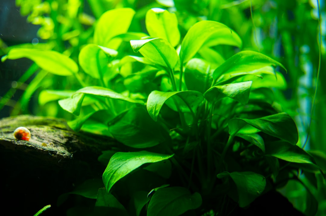 Java Fern Care: The Complete UK Aquarist’s Guide (Microsorum pteropus)