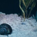 A freshwater aquarium snail on plant