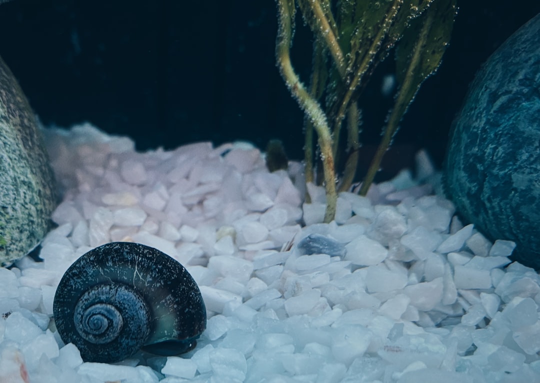 A freshwater aquarium snail on plant