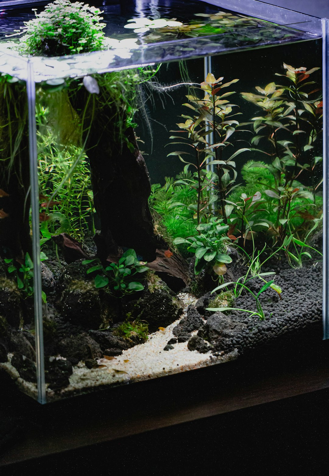 A decorated freshwater aquarium with wood, rocks and plants
