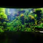 Aquascaped tank with wood and rock