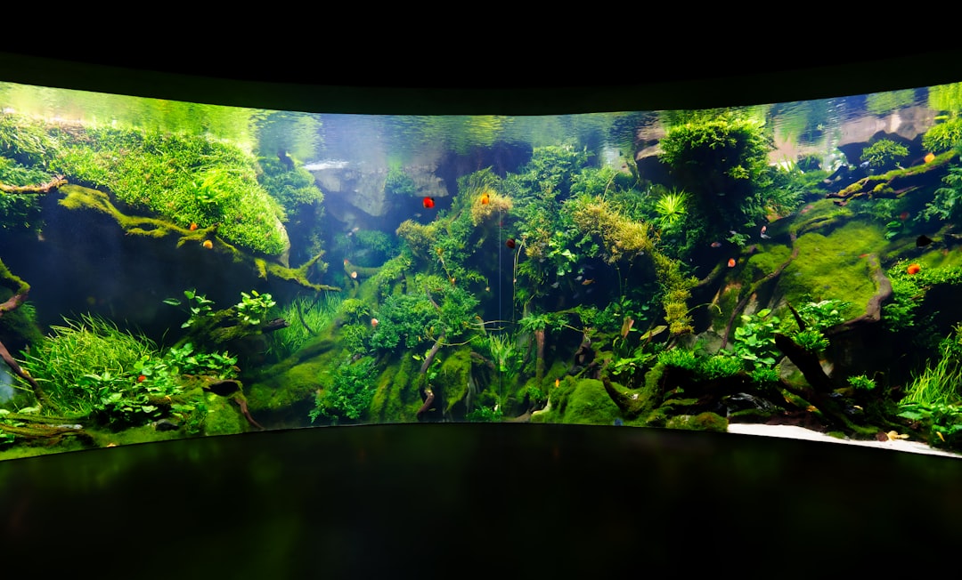 Aquascaped tank with wood and rock