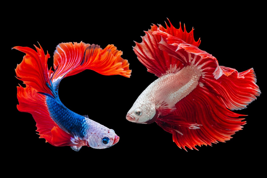 Goldfish in aquarium