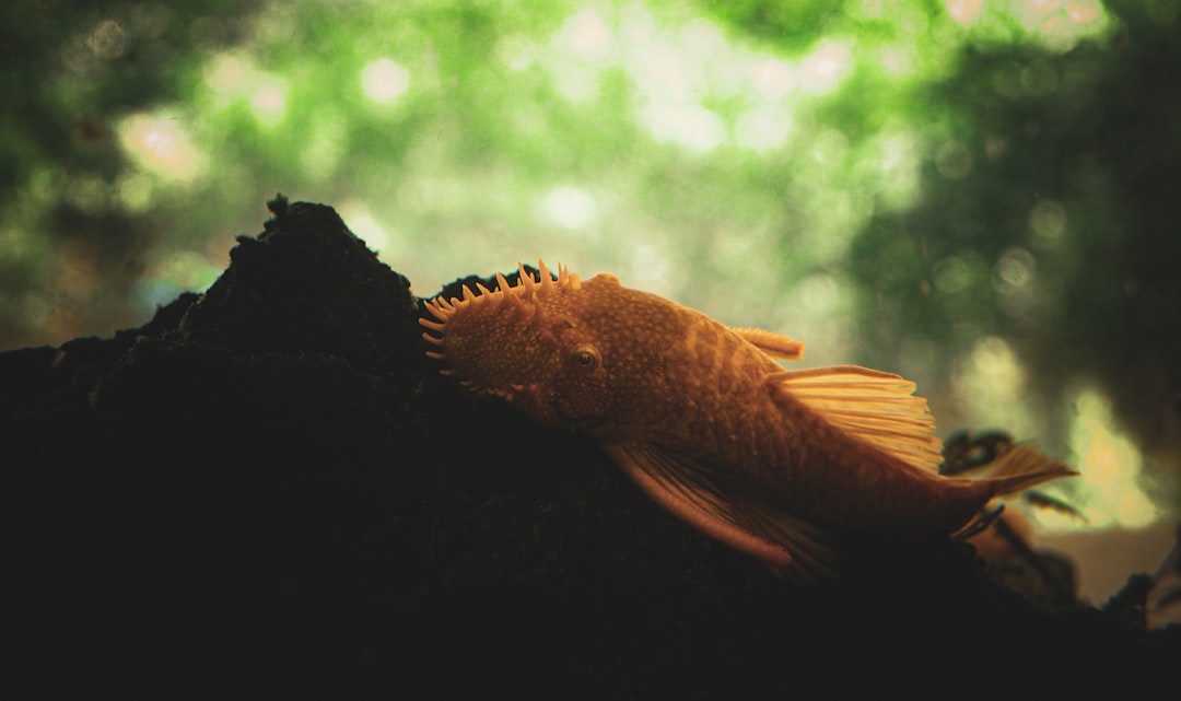 Pleco catfish