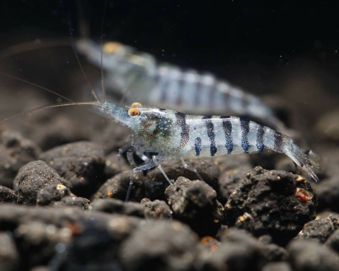 Shrimp aquarium with sponge filter