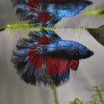 A male Siamese fighting fish (Betta splendens) with flowing fins
