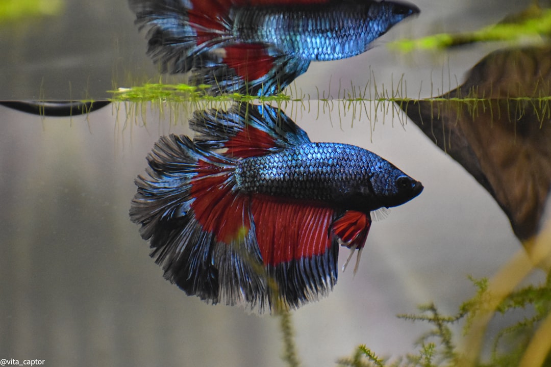 A male Siamese fighting fish (Betta splendens) with flowing fins