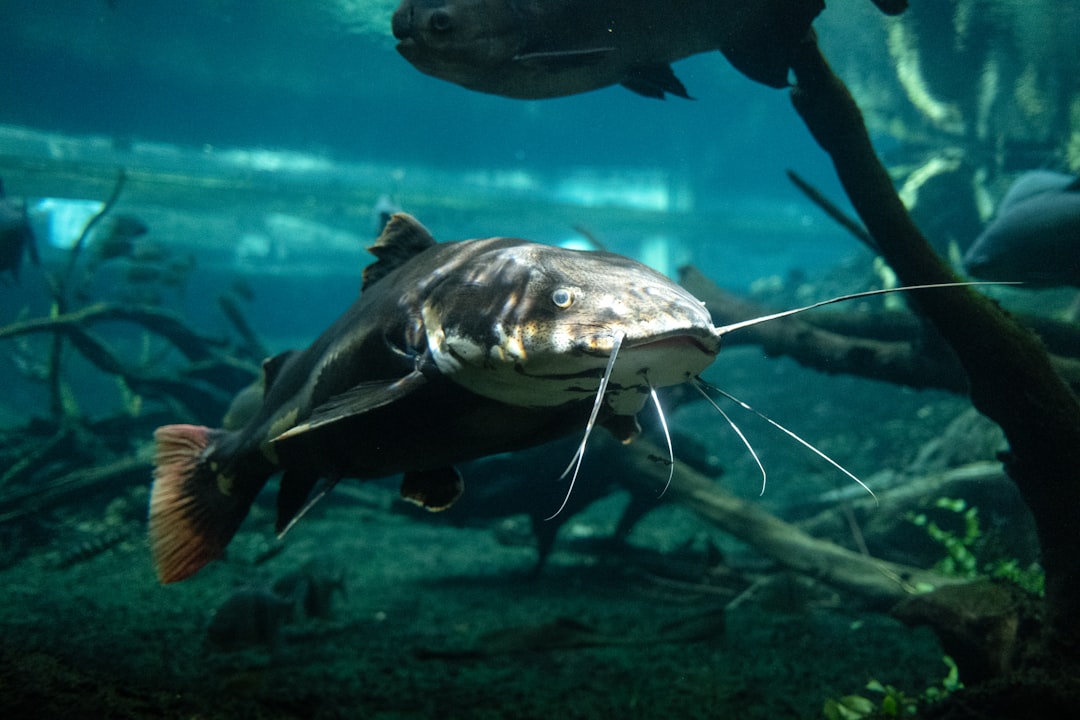 A bristlenose pleco (Ancistrus) grazing on aquarium wood