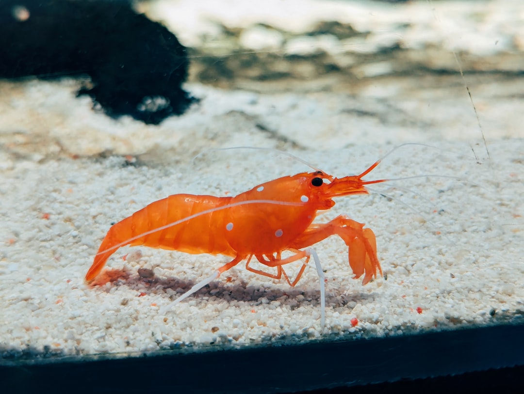 Breeding Cherry Shrimp: The UK Aquarist’s Colony-Building Guide