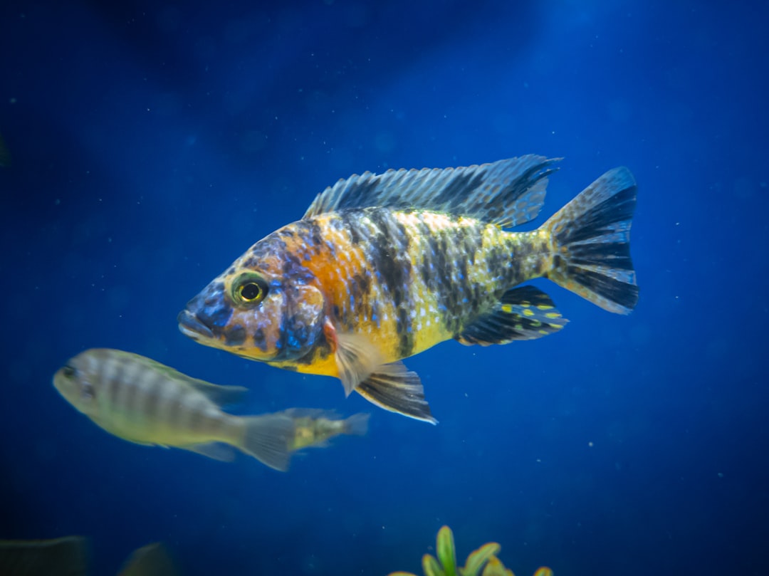 A colourful freshwater dwarf cichlid
