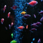 A cloudy freshwater aquarium with hazy water