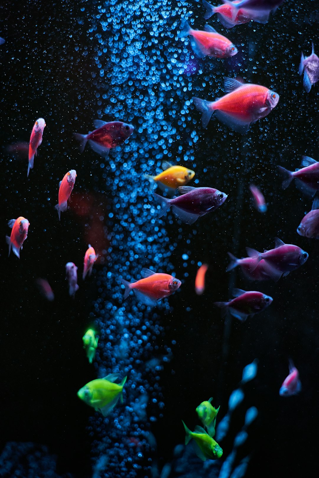 A cloudy freshwater aquarium with hazy water