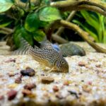 Corydoras catfish in a freshwater aquarium