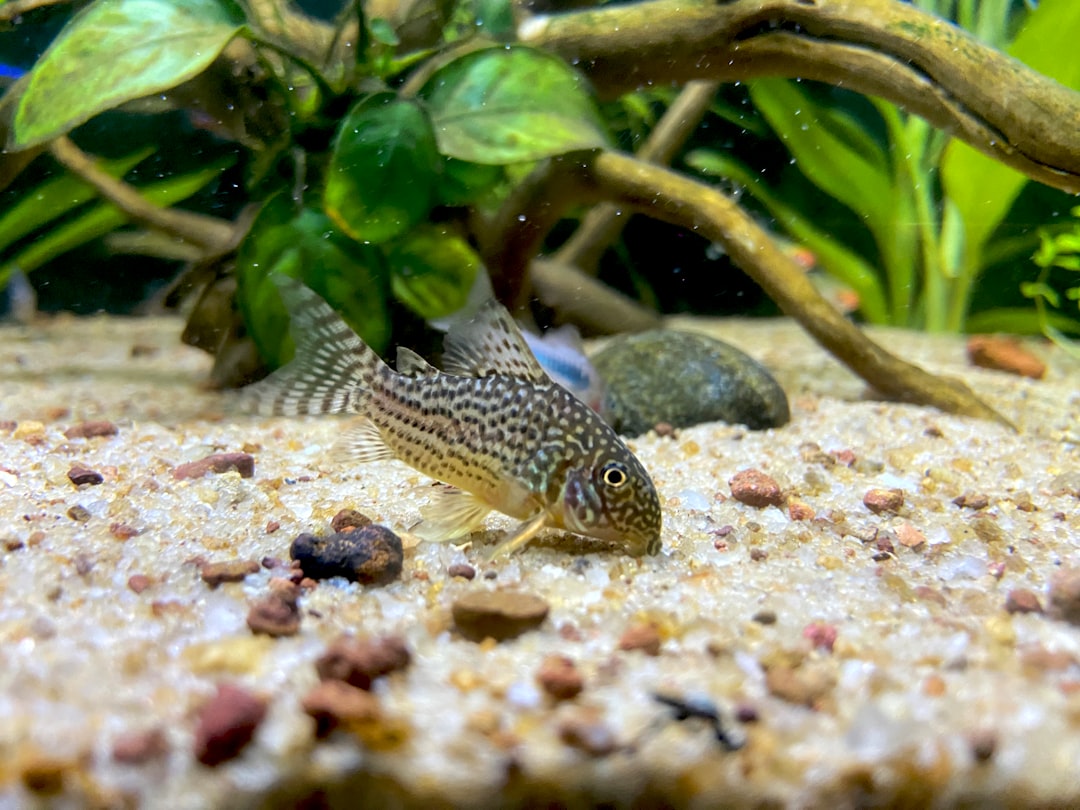 Breeding Corydoras Catfish: UK Guide to Rain-Trigger Spawning