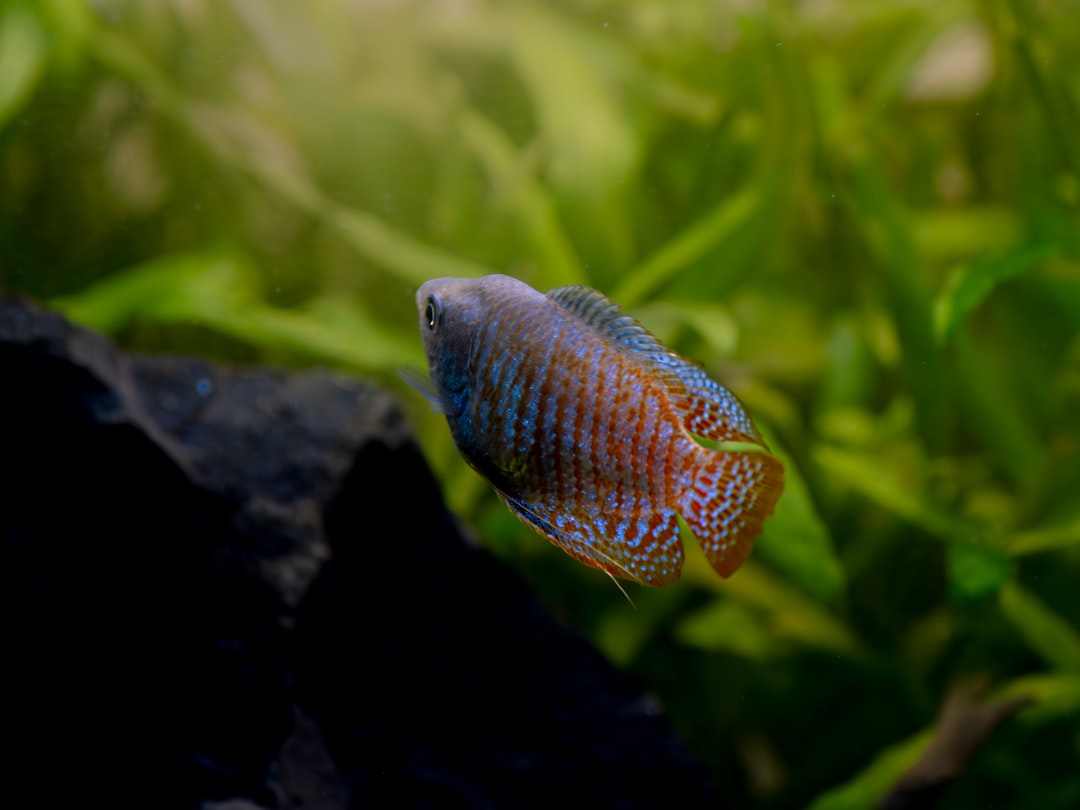 A dwarf gourami with characteristic blue and red colouring