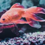 Close-up view of a tropical freshwater fish in an aquarium