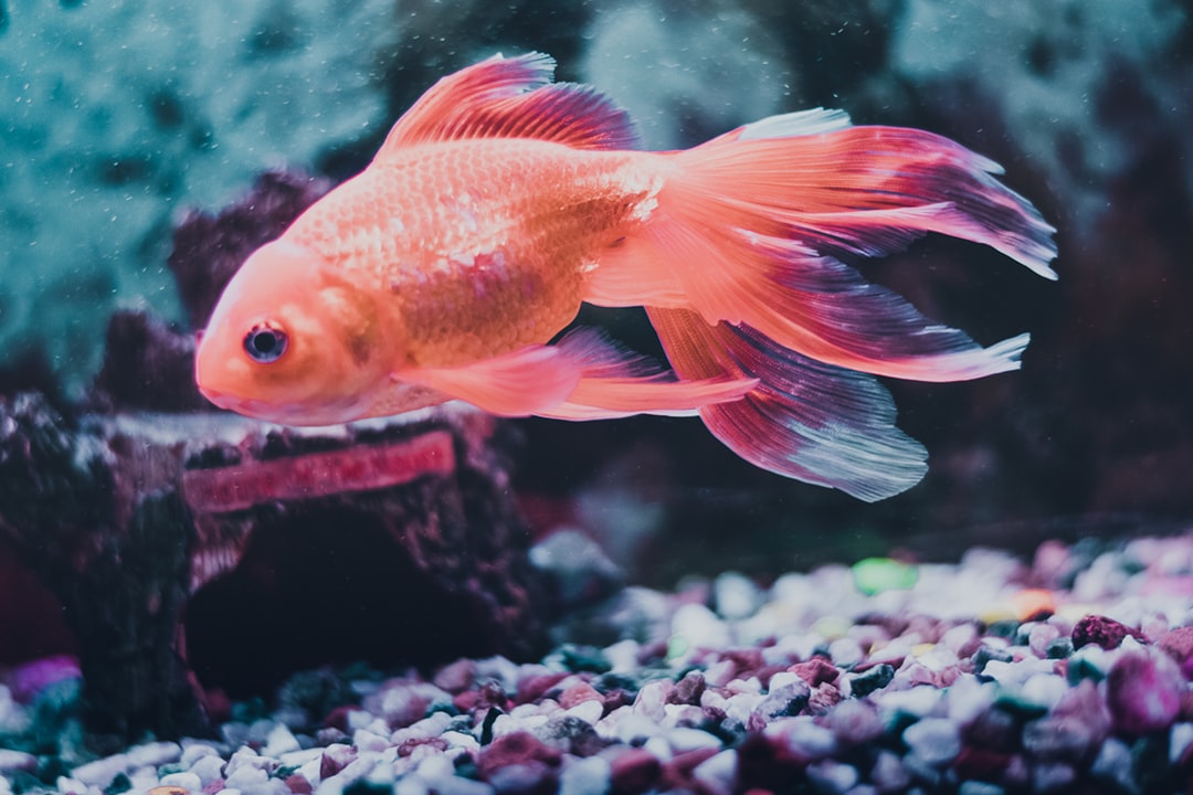 Close-up view of a tropical freshwater fish in an aquarium