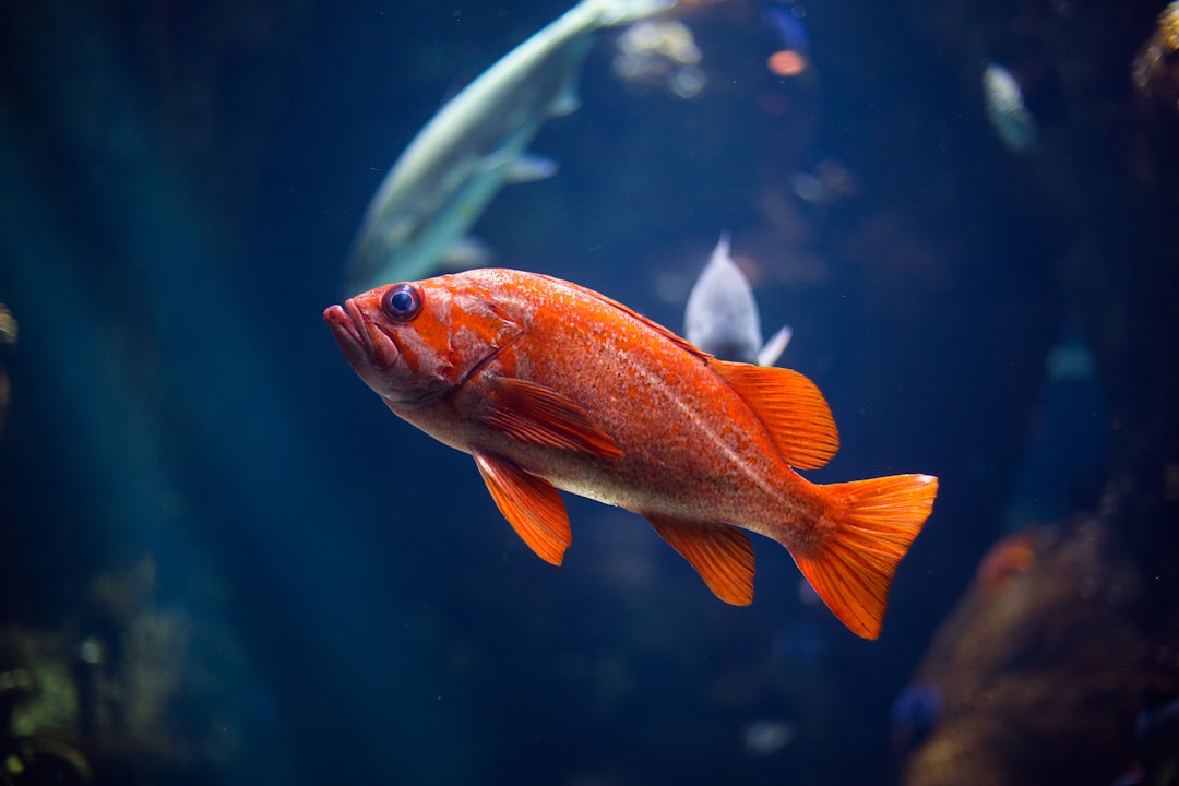 A colourful freshwater community aquarium with tropical fish