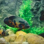 Colourful dwarf cichlid