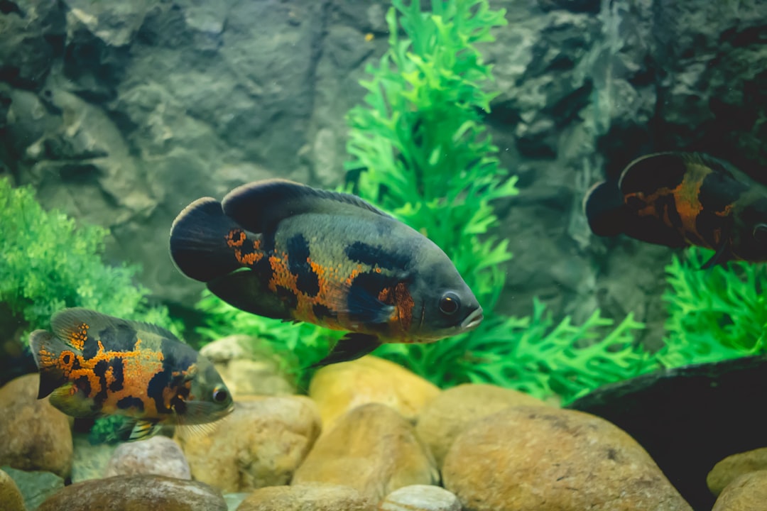 Colourful dwarf cichlid