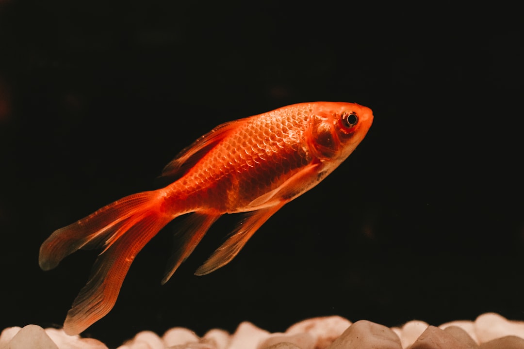 A goldfish in a freshwater aquarium