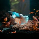 Colourful guppies in a community aquarium