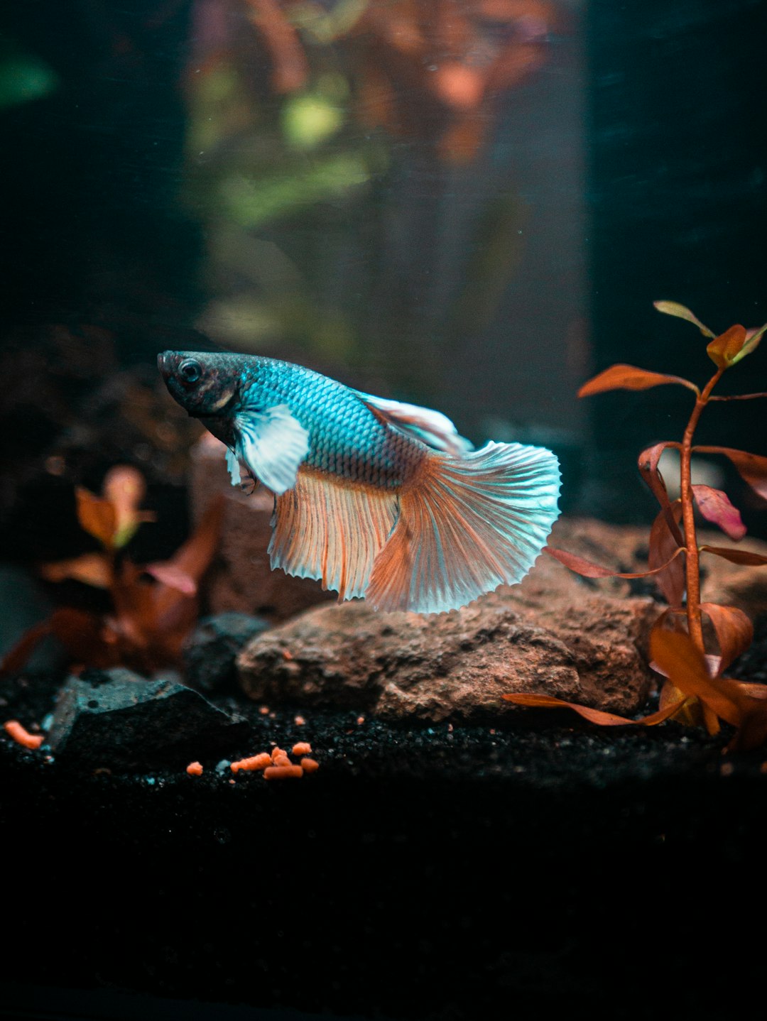 Colourful guppies in a community aquarium