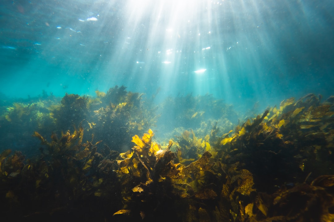 Hornwort growing in a freshwater aquarium