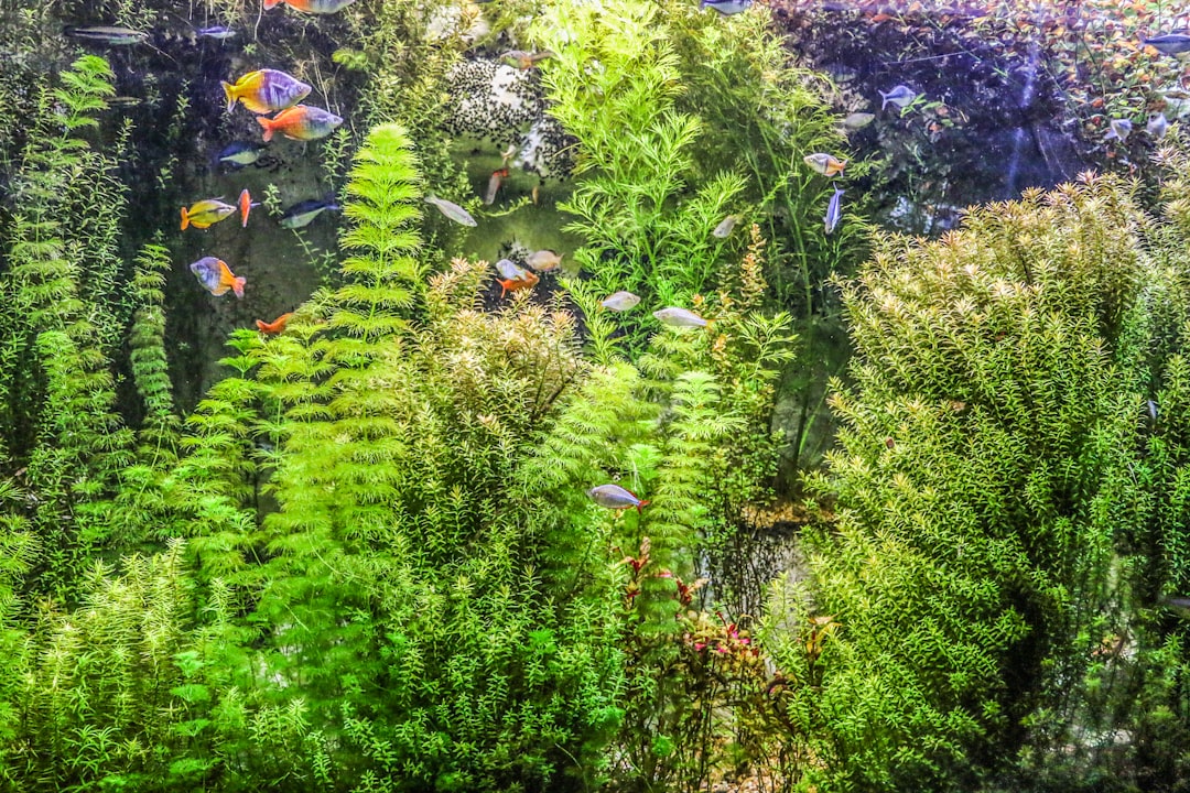 Green aquarium moss