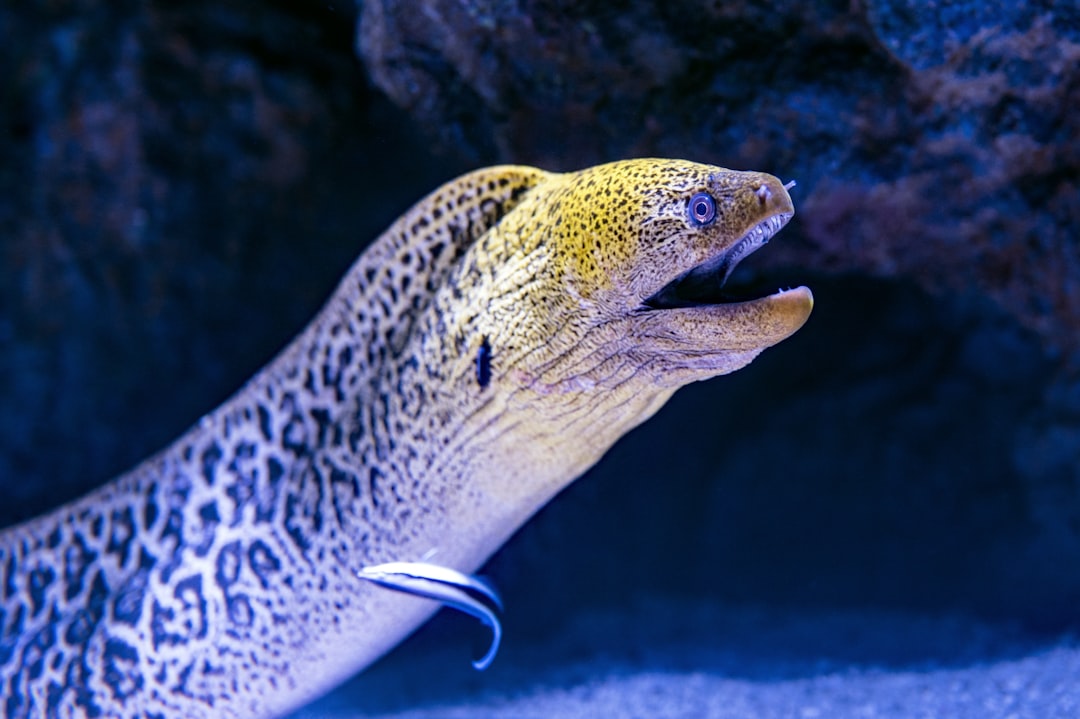 A soft-substrate freshwater aquarium suitable for kuhli loaches