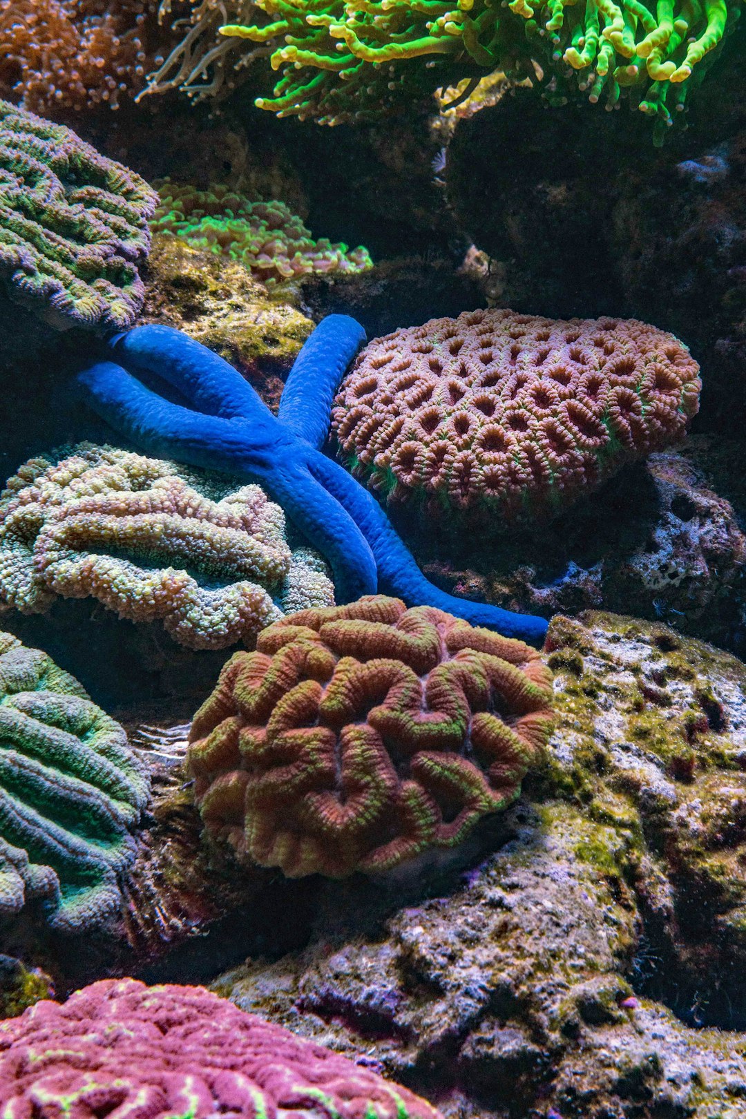 A saltwater reef aquarium with corals and marine fish