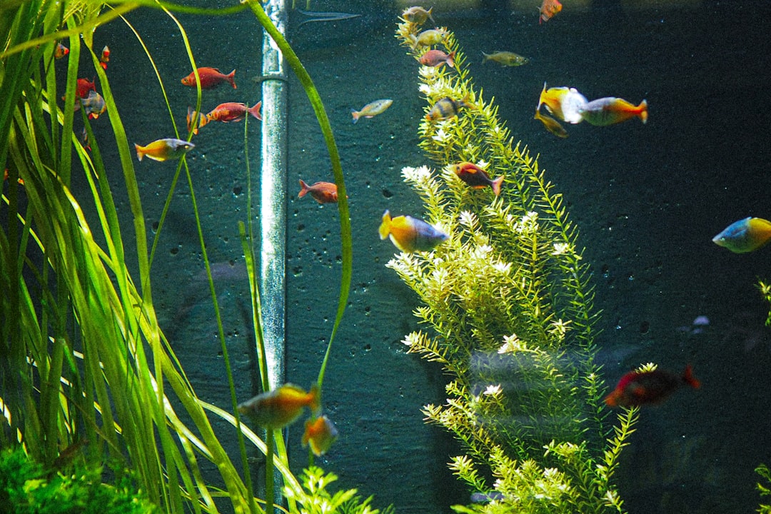 A sailfin molly fish in a freshwater community tank