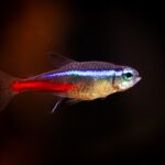 Neon tetras shoaling in a planted freshwater aquarium