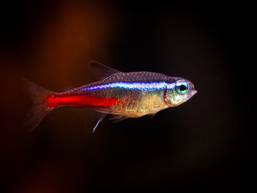 Neon tetras shoaling in a planted freshwater aquarium