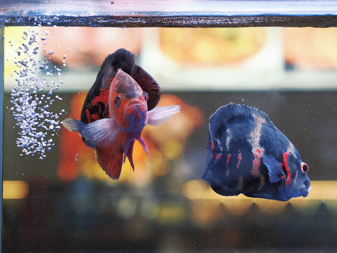 Oscar cichlid in aquarium