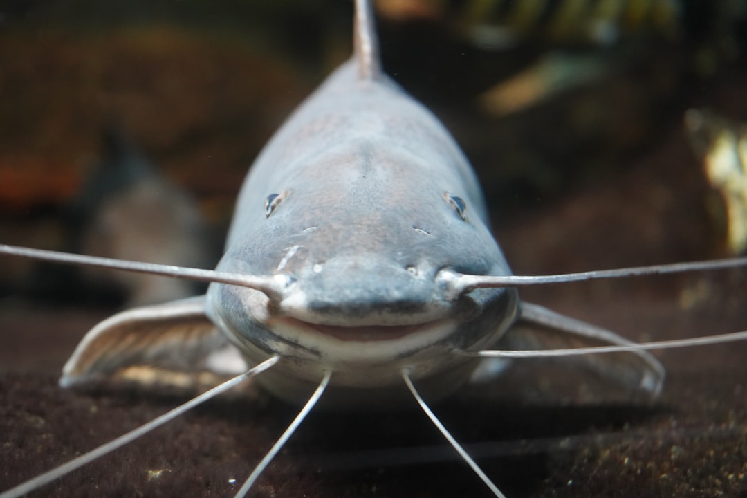 A small catfish clinging to aquarium glass