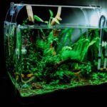 A well-established planted freshwater aquarium with aquascape
