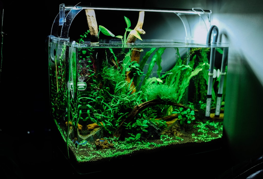 A small quarantine or hospital aquarium
