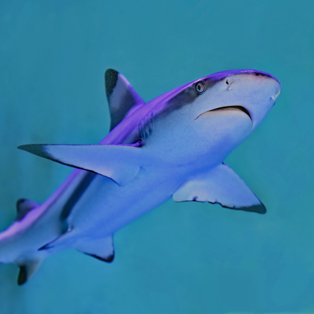 A freshwater rainbow shark in an aquarium