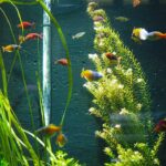 Freshwater aquarium shrimp on a plant
