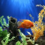 A complete starter aquarium setup