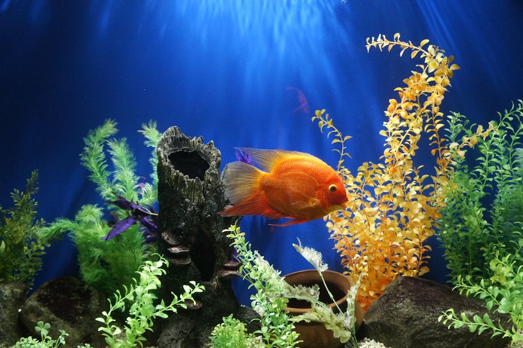 A complete starter aquarium setup