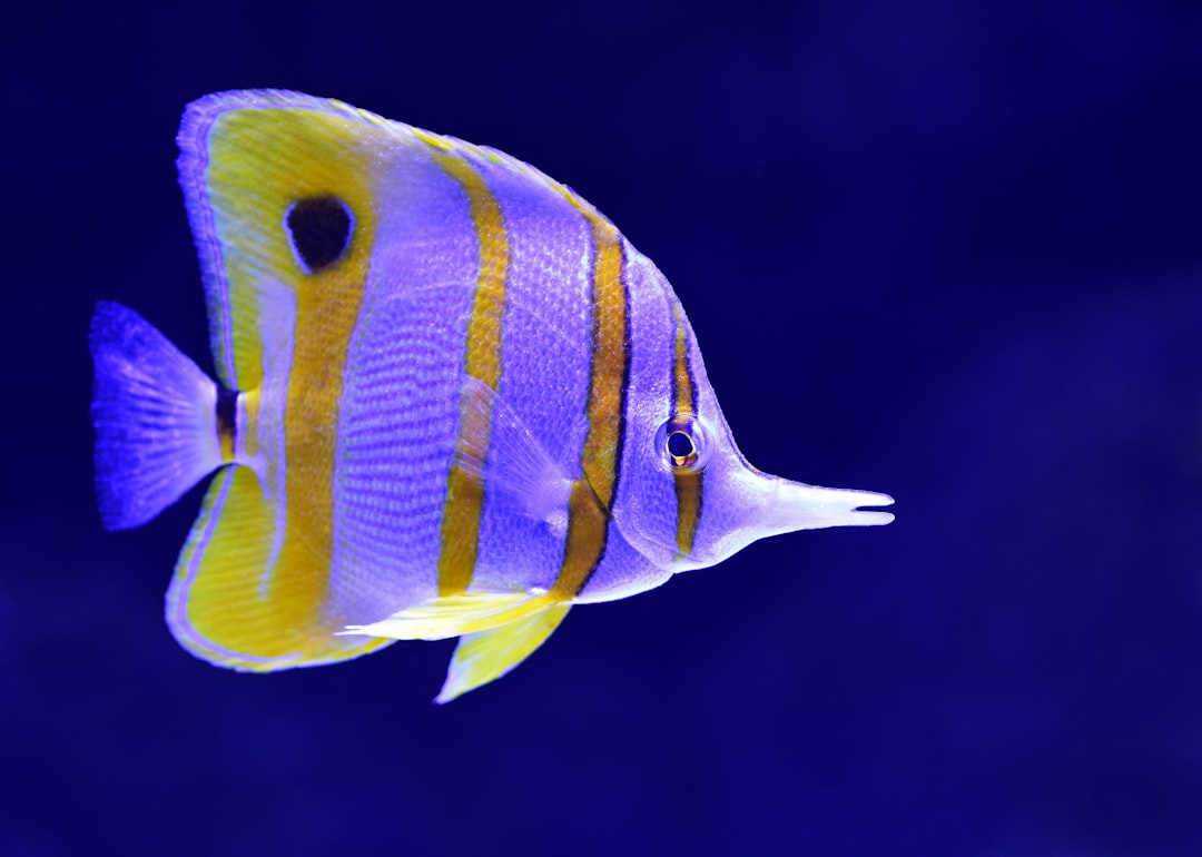 Shoal of tropical fish