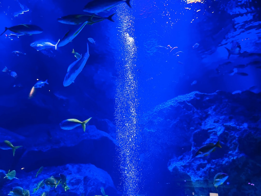 Water being carefully added to a freshwater aquarium